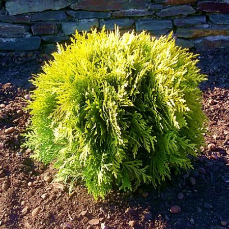 Thuja occidentalis "Mirjam" - tuja západná